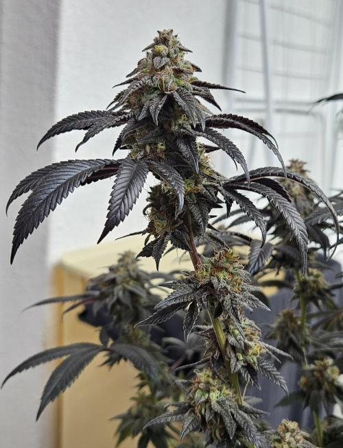 Small Phenohunt - Pink Diamond S1 x8. Week 19 - 2