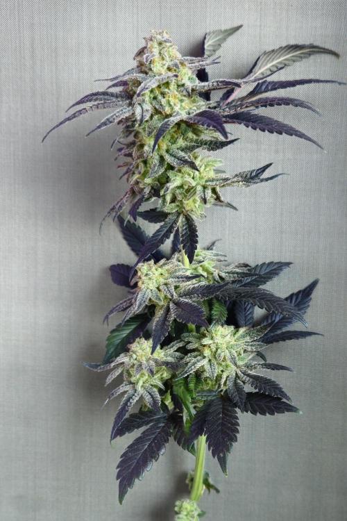 Small Phenohunt - Pink Diamond S1 x8. Week 19 - 8