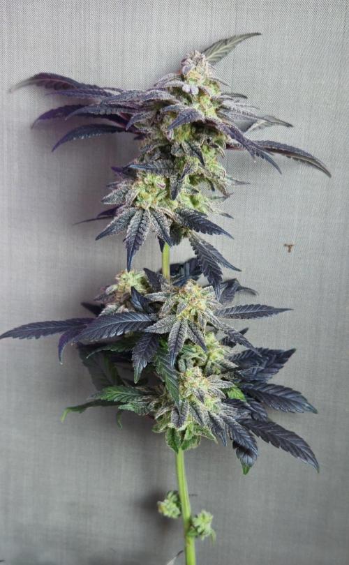 Small Phenohunt - Pink Diamond S1 x8. Week 19 - 8