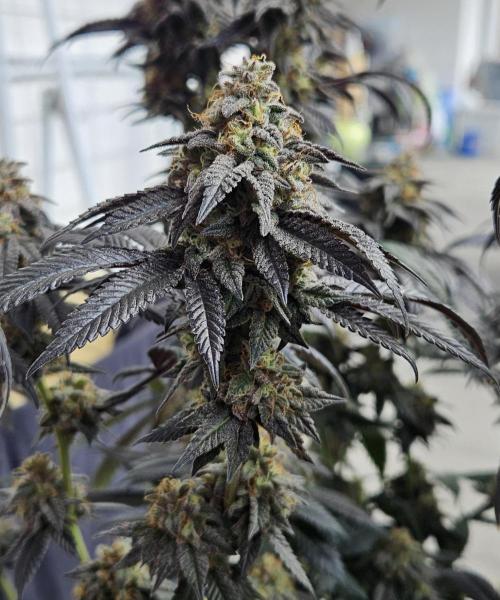 Small Phenohunt - Pink Diamond S1 x8. Week 19 - 2