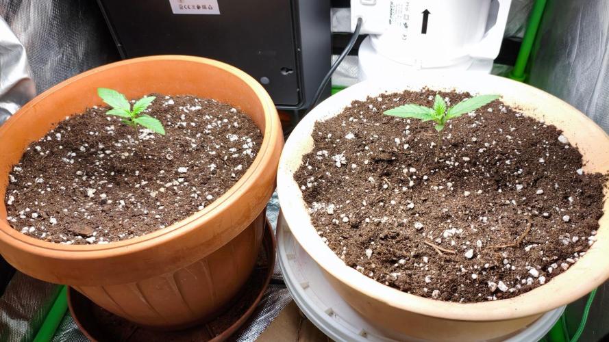 #1 Lemon Cherry Cookies Auto - Fastbuds. Week 1
