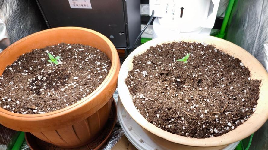 #1 Lemon Cherry Cookies Auto - Fastbuds. Week 1