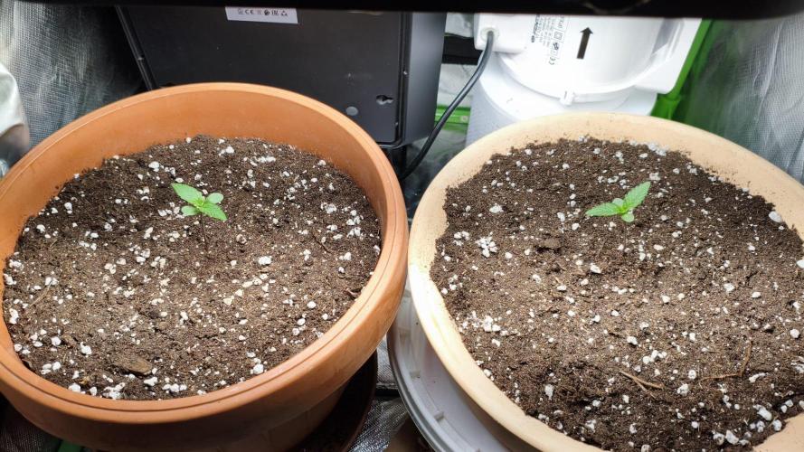 #1 Lemon Cherry Cookies Auto - Fastbuds. Week 1