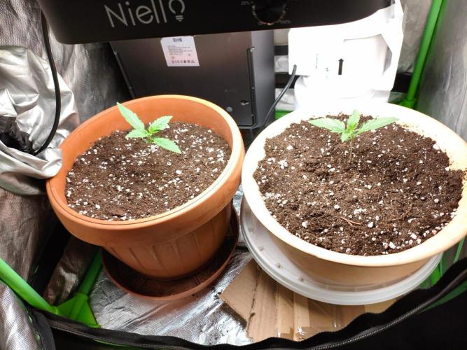 Lemon Cherry Cookies Auto. Week 1