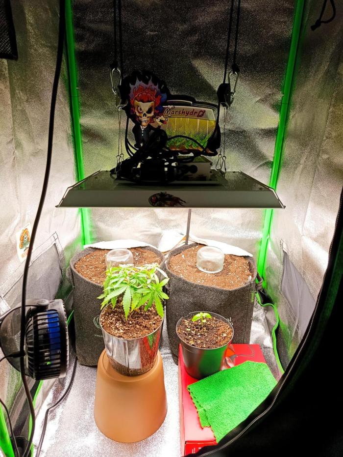 grow 5. Week 0 - 4/06: seeds in soil. 26.5°c, 55% nightime
waiting...