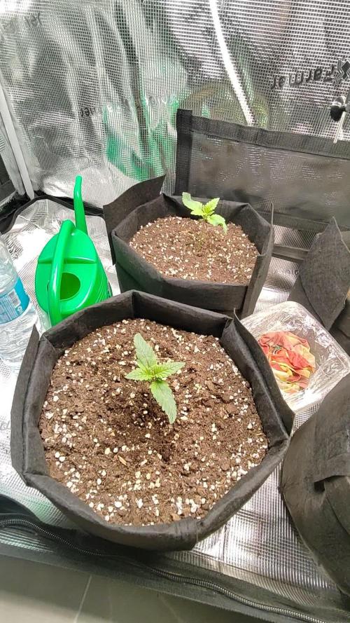 F1 top flower