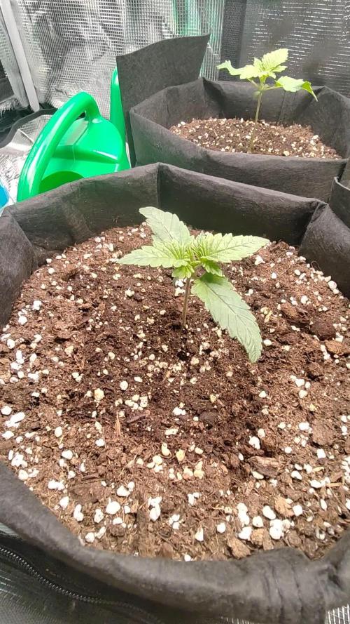 F1 top flower
