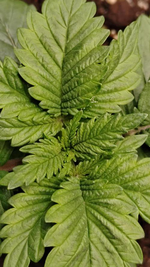 F1 top flower