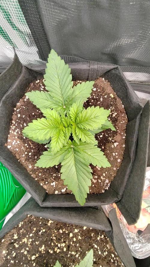F1 top flower