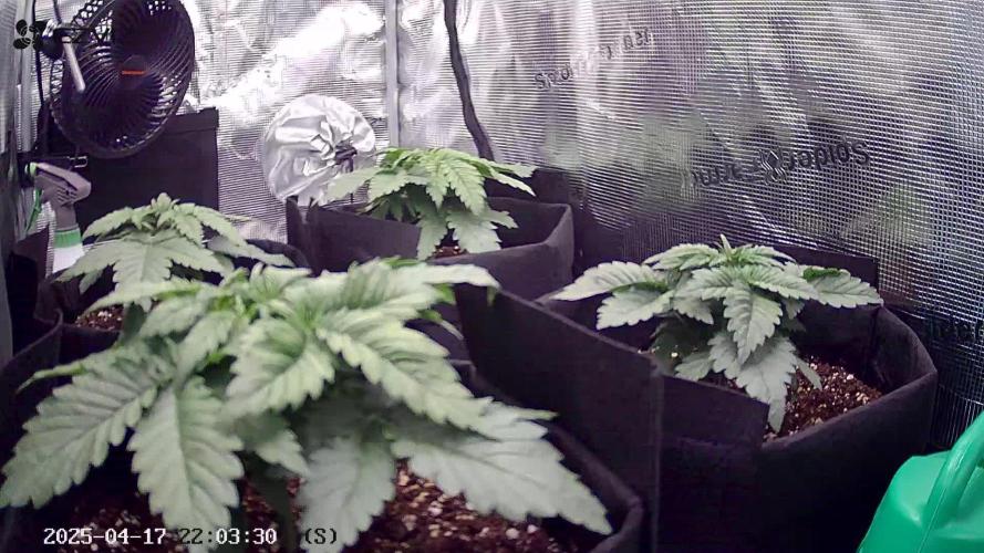 F1 top flower