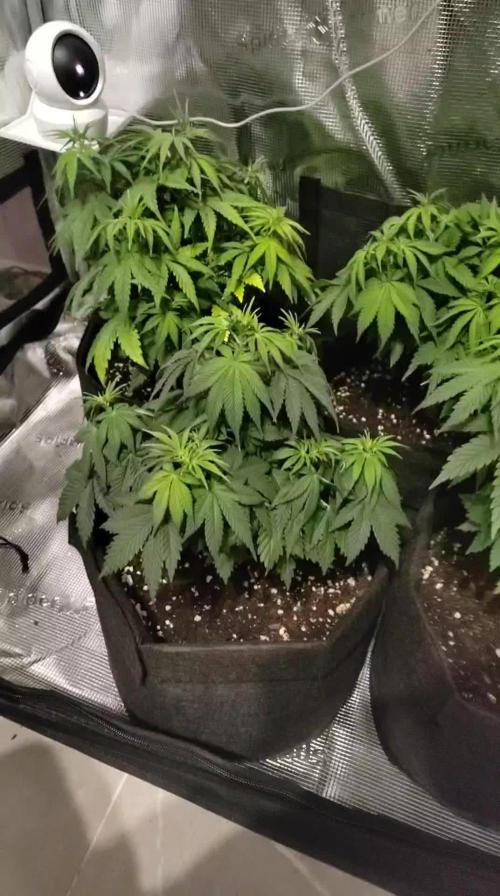F1 top flower