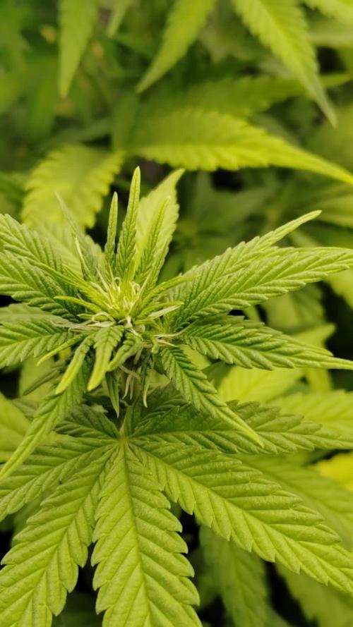 F1 top flower