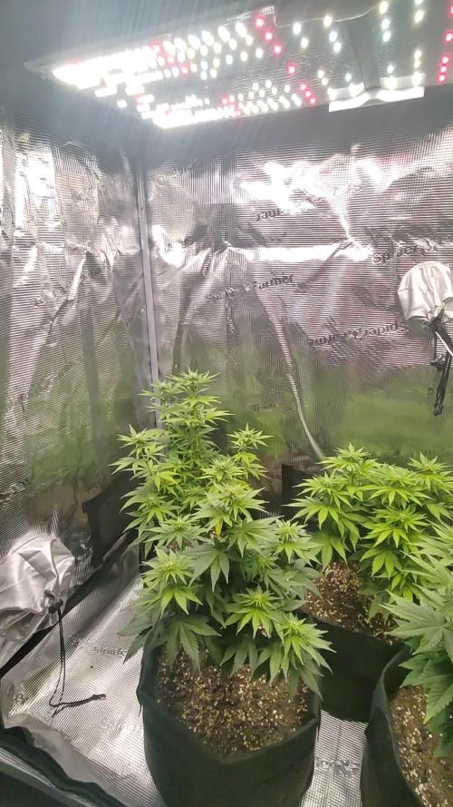 F1 top flower