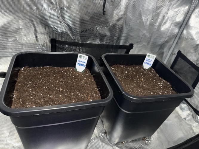 Critical-cookies gelato fotoperiodiche. Week 0