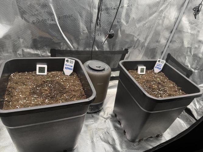 Critical-cookies gelato fotoperiodiche. Week 0