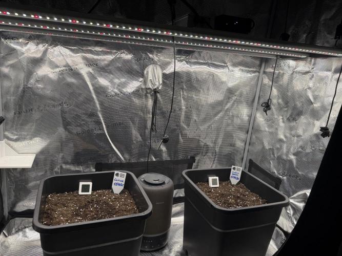 Critical-cookies gelato fotoperiodiche. Week 0