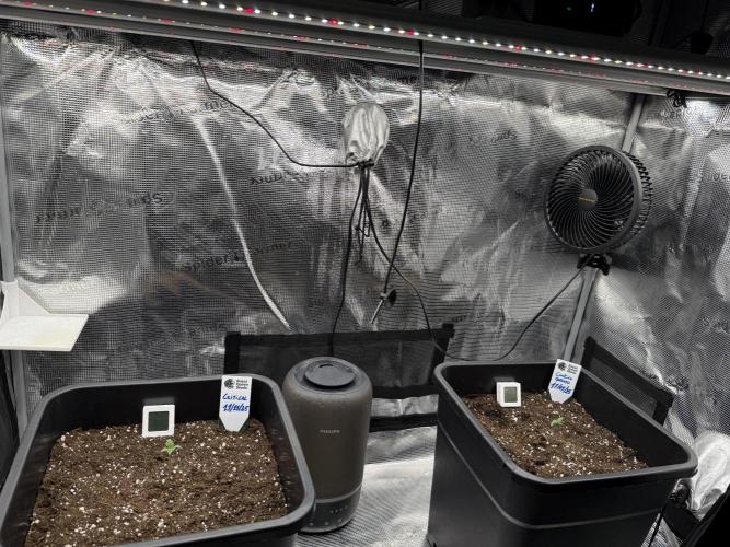 Critical-cookies gelato fotoperiodiche. Week 0