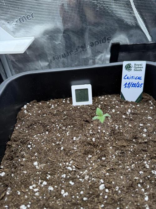 Critical-cookies gelato fotoperiodiche. Week 0