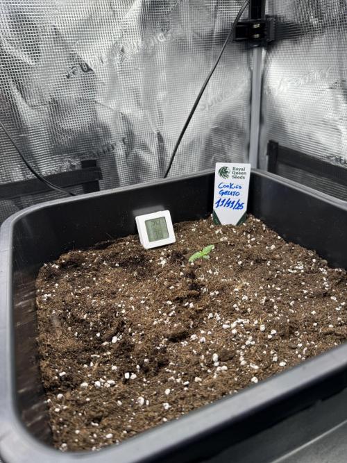 Critical-cookies gelato fotoperiodiche. Week 0