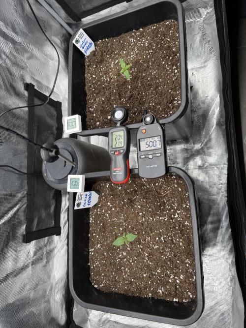 Critical-cookies gelato fotoperiodiche. Week 1