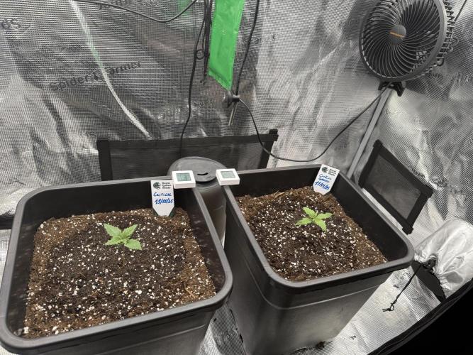 Critical-cookies gelato fotoperiodiche. Week 1