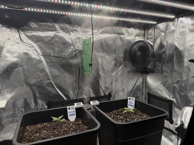 Critical-cookies gelato fotoperiodiche. Week 1