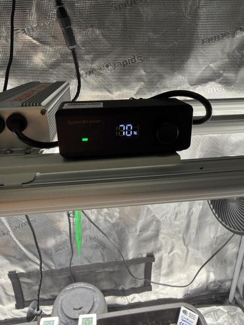 Critical-cookies gelato fotoperiodiche. Week 1