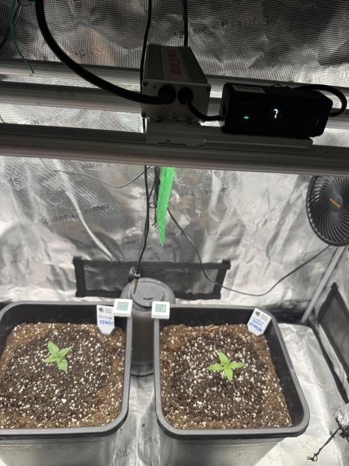 Critical-cookies gelato fotoperiodiche. Week 1