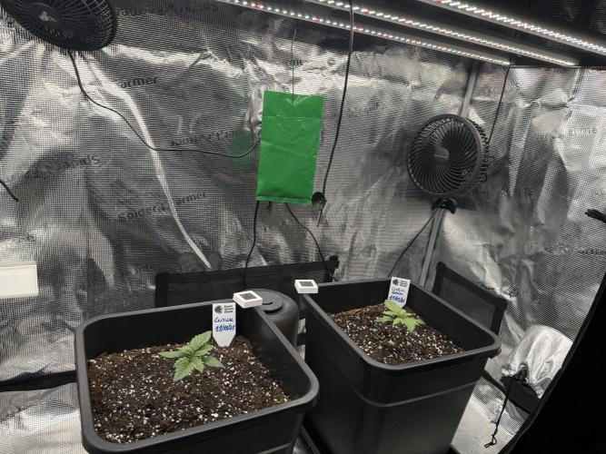 Critical-cookies gelato fotoperiodiche. Week 1