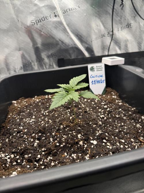 Critical-cookies gelato fotoperiodiche. Week 1