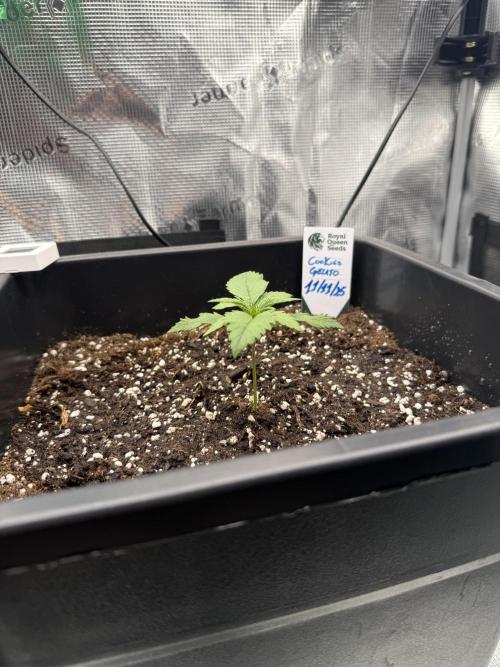 Critical-cookies gelato fotoperiodiche. Week 1