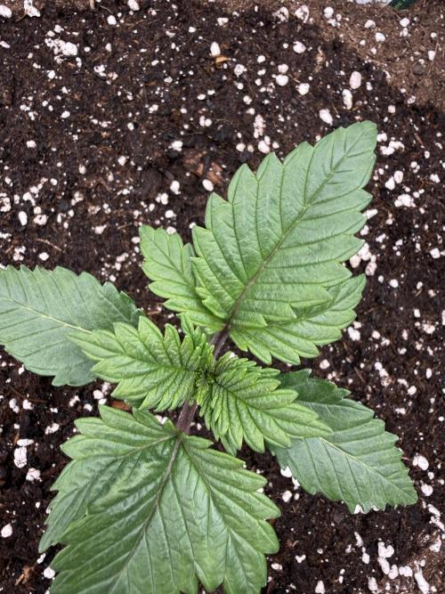 Critical-cookies gelato fotoperiodiche. Week 1