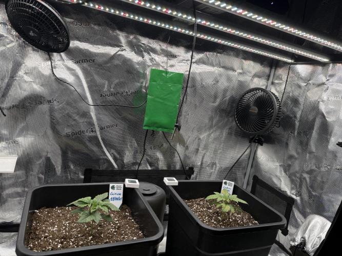 Critical-cookies gelato fotoperiodiche. Week 1