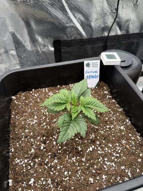 Critical-cookies gelato fotoperiodiche. Week 2