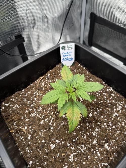 Critical-cookies gelato fotoperiodiche. Week 2