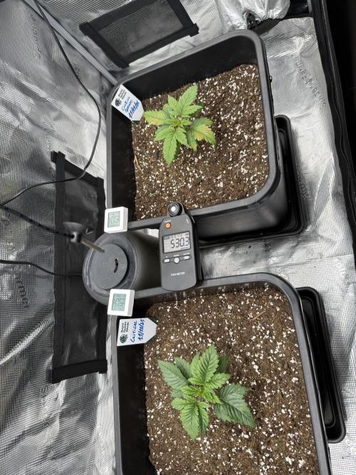 Critical-cookies gelato fotoperiodiche. Week 2