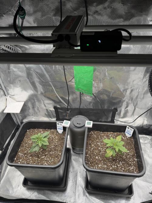 Critical-cookies gelato fotoperiodiche. Week 2