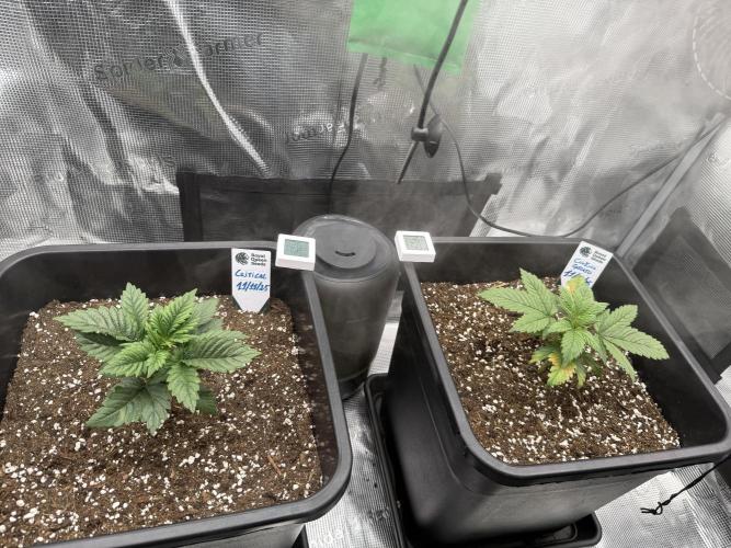 Critical-cookies gelato fotoperiodiche. Week 2