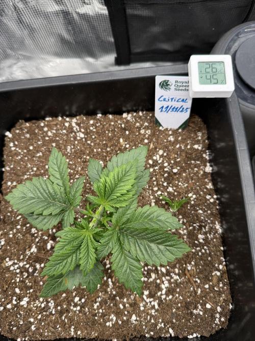 Critical-cookies gelato fotoperiodiche. Week 2