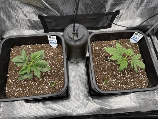 Critical-cookies gelato fotoperiodiche. Week 2