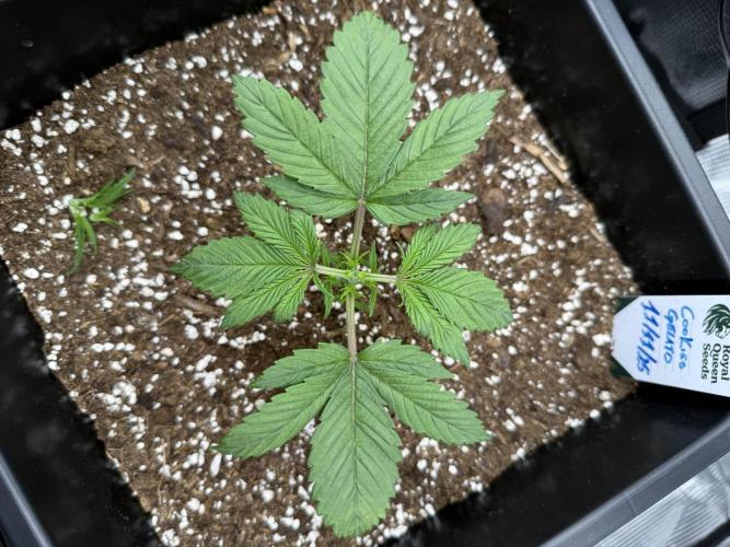 Critical-cookies gelato fotoperiodiche. Week 2