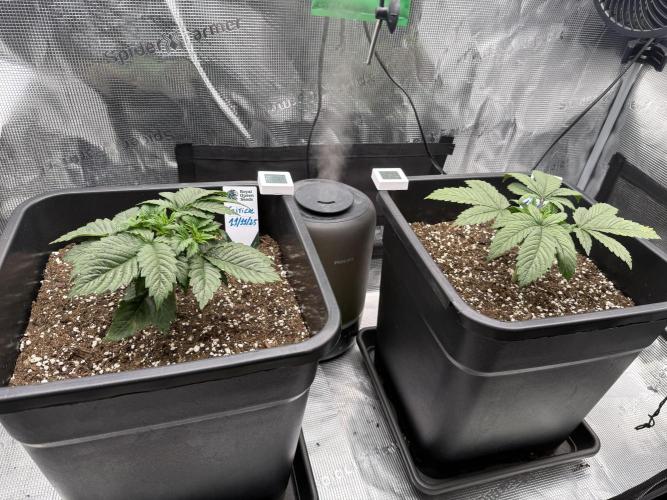 Critical-cookies gelato fotoperiodiche. Week 2