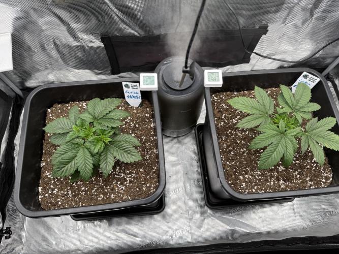 Critical-cookies gelato fotoperiodiche. Week 2