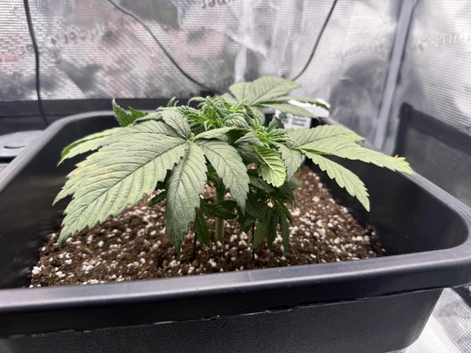 Critical-cookies gelato fotoperiodiche. Week 3