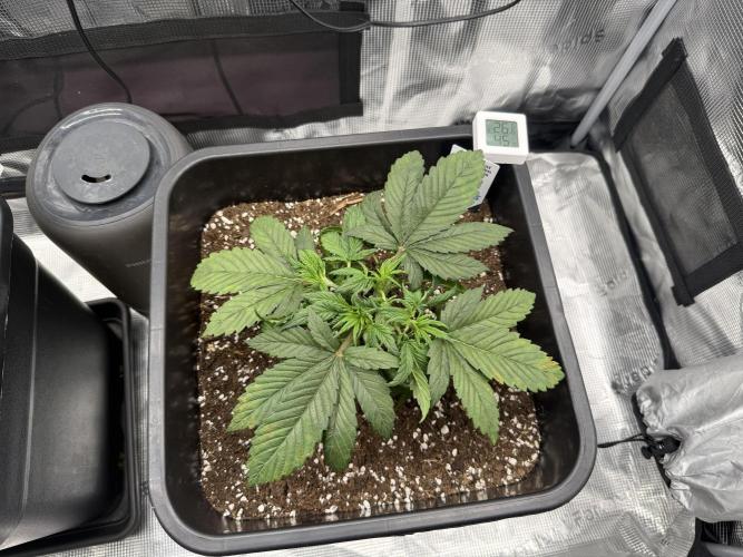 Critical-cookies gelato fotoperiodiche. Week 3