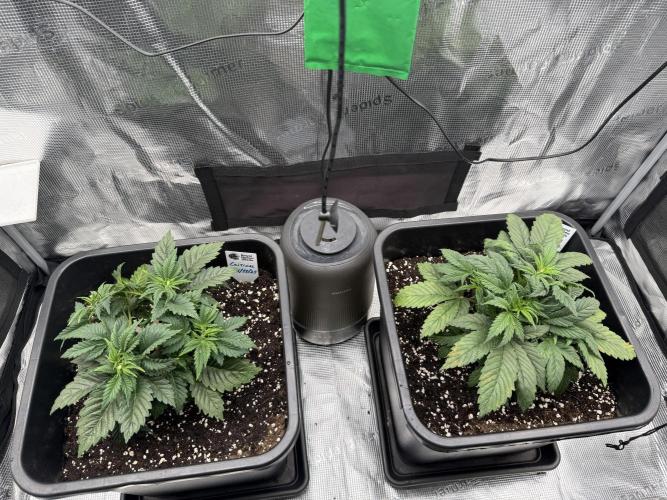 Critical-cookies gelato fotoperiodiche. Week 3