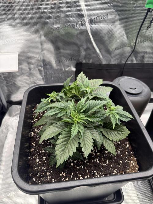 Critical-cookies gelato fotoperiodiche. Week 3