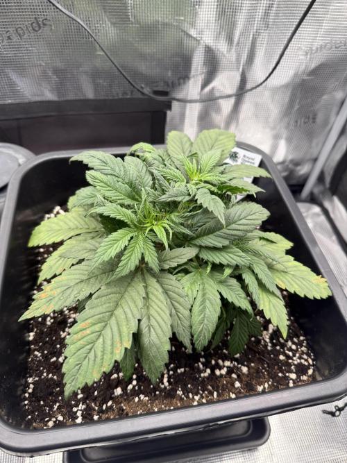 Critical-cookies gelato fotoperiodiche. Week 3