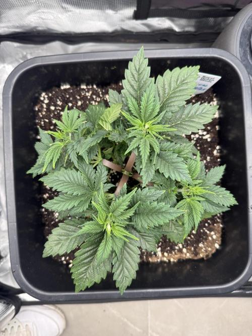 Critical-cookies gelato fotoperiodiche. Week 3