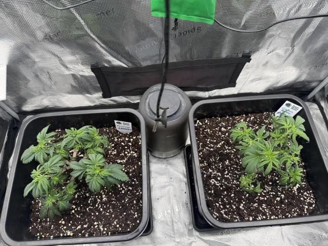 Critical-cookies gelato fotoperiodiche. Week 4